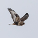 A rough-legged hawk hunting over the Fermilab grounds.